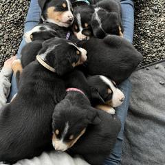 Greater Swiss Mountain Dog Puppies from Woodland Swissie’s