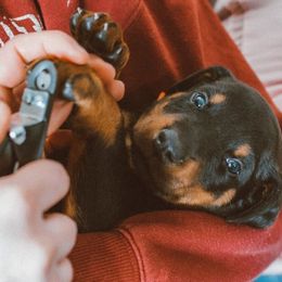 Doberman Pinscher Puppies from Defensive Dobermans