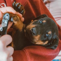 Doberman Pinscher Puppies from Defensive Dobermans