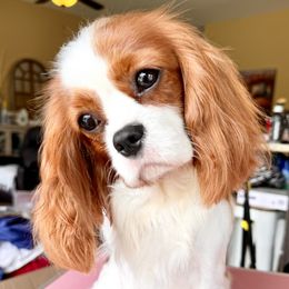 Tessa - Cavalier King Charles Spaniel