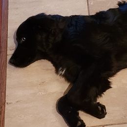 Australian Shepherds from Big D's Aussies