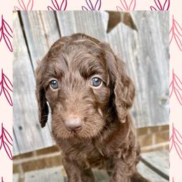 Oakley - Chocolate female Goldendoodle puppy in Caddo Mills, Texas from Fire Wife Doodles