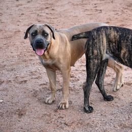 Cane Corso Puppies from Cane Corso Friends