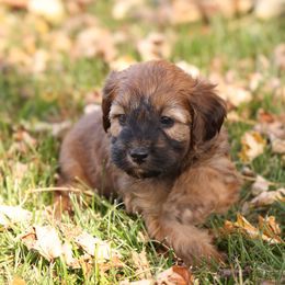 Rosie - Red female Whoodle puppy in West Bend, Iowa from Blue Skies Terriers