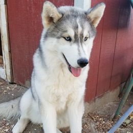 Chisa (future girl ) - Siberian Husky
