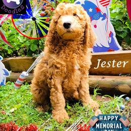 Jester - Red  male Goldendoodle puppy in Greer, South Carolina from South Paw Doodles