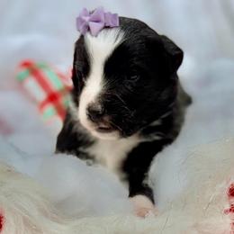 Purple collar with tail - Black tri female Miniature Australian Shepherd puppy in 32046, Florida from River Hill Ranch