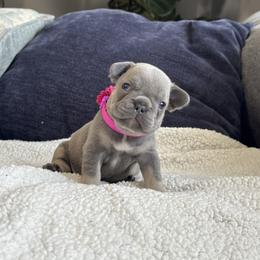 Girl 2 - Tricolors female French Bulldog puppy in Bolingbrook, Illinois from Yara the Frenchie