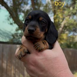 Yellow collar - Black and tan male Dachshund puppy in Ocala, Florida from Dalmar Floridachs