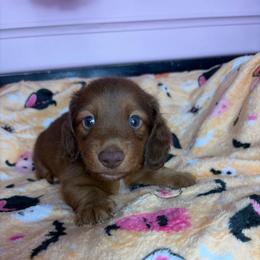 Dylan - Chocolate male Dachshund puppy in Lake City, Florida from My Ditzy Doxies of Florida