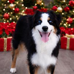 Diamond - Black tri-color female Australian Shepherd puppy in Fultonville, New York from Sandy Aussies & Pomeranians