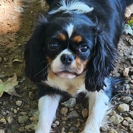 Weechie - Cavapoo
