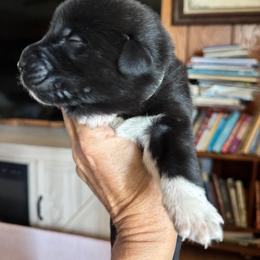 Boy 3 - Black male Anatolian Pyrenees puppy in Clifton, Illinois from Mcginnis Guardian Dogs
