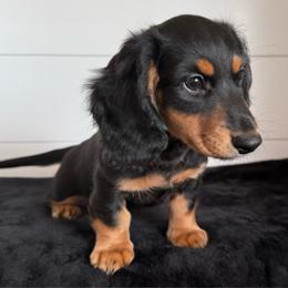 Dakota - Black and tan male Dachshund puppy in Callahan, Florida from Little Foot Kennels