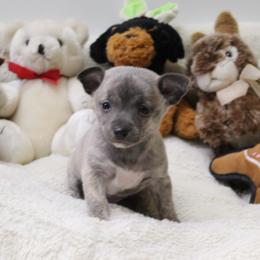 Blue - Blue brindled fawn male Chihuahua puppy in Willamina, Oregon from Cherished Chihuahuas