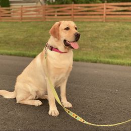 Mango - Labrador Retriever