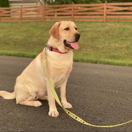 Mango - Labrador Retriever