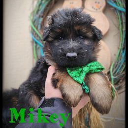 Mikey - Black and tan male German Shepherd puppy in Fort Jennings, Ohio from Von Holtzapple German shepherds