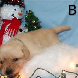 Black - Yellow female Labrador Retriever puppy in Parma, Idaho from Campbell Valley Labradors