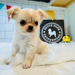 Honey - Cream and white female Chihuahua puppy in Dayton, Ohio from Petite Pups