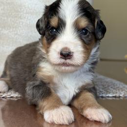 Sean - green collar - Tri-color male Bernedoodle puppy in Yuciapa, California from AlltheDoodlez_