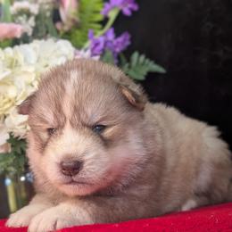 Heath - Red and white male Siberian Husky puppy in Coshocton, Ohio from Wyant Farms