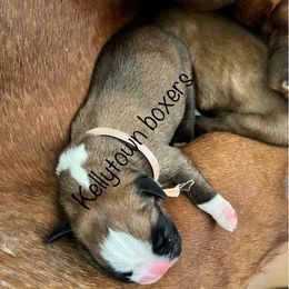 Boxer Puppies from Amy's Boxers