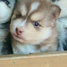 Blaine - Chocolate female Pomsky puppy in Rathdrum, Idaho from Smart Pomskies and Frenchies