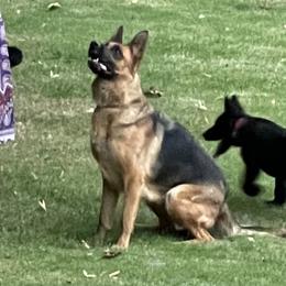 Kona  - German Shepherd