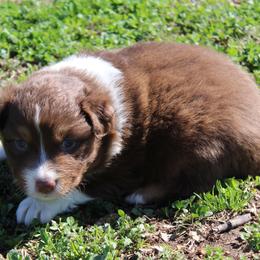 Sawyer - Red tri-color male Australian Shepherd puppy in Kansas, Oklahoma from Windy G Farm