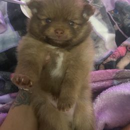 Boy 1 - Pomeranian puppy from Patty’s Poms