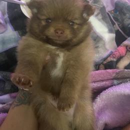 Boy 1 - Pomeranian puppy from Patty’s Poms