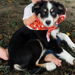 “Luke” - Black Tri Male - Black tri Miniature Australian Shepherd puppy in Goldsboro, North Carolina from Maple Ridge Farm