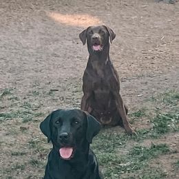 Labrador Retrievers from Rogers Labs