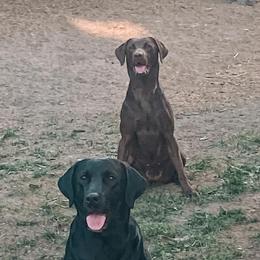 Labrador Retrievers from Rogers Labs