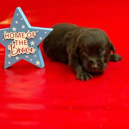 Swift - Chocolate male Labrador Retriever puppy in Isle, Minnesota from Dog Ear Outfitters