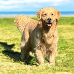 Hope - Golden Retriever