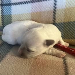 Sprite - White male Coton de Tulear puppy in Rubicon, Wisconsin from Darryl's Cotons de Tulear