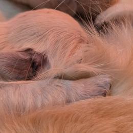 Golden Retriever Puppies from MI Golden Sands