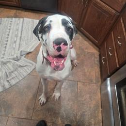 Lulu - Great Dane