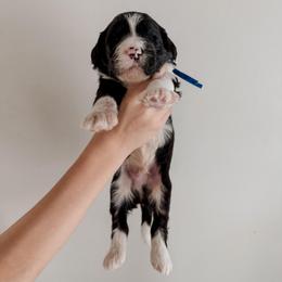 Becker. - Black and white male Sheepadoodle puppy in Wabash, Indiana from DOODCompany