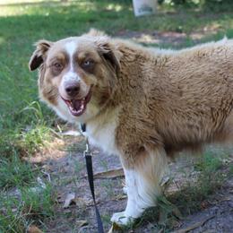 Hattie - Australian Shepherd