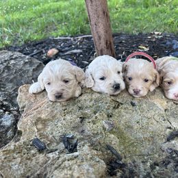 Cockapoo Puppies from East St. Poodles & Doodles