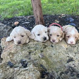 Cockapoo Puppies from East St. Poodles & Doodles