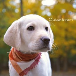 Labrador Retrievers from Urbane Retrievers
