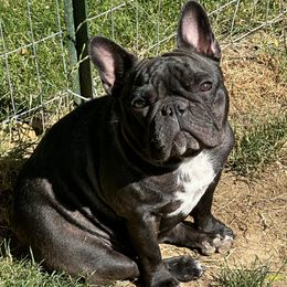Mallee - French Bulldog