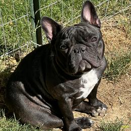 Mallee - French Bulldog