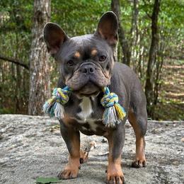 French Bulldogs from Grays Frenchies