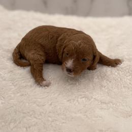 Bella - Red  female Goldendoodle puppy in Kansas City, Kansas from Bella & Ivy’s Mini Goldendoodles of KC