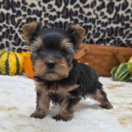 Trick - Blue and gold male Yorkshire Terrier puppy in Monticello, Iowa from Ashley’s Puppies